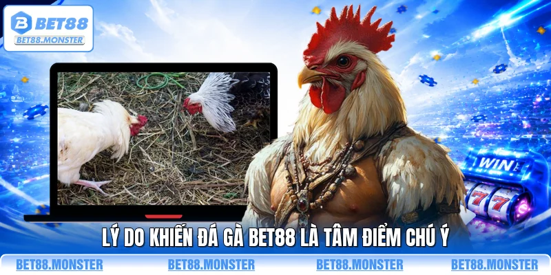 Lý do khiến đá gà BET88 là tâm điểm chú ý 